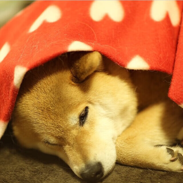 伊朗钢铁防线强行终结勒沃库森神话，巴尔韦德一箭穿心成关键先生