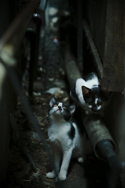 金字塔引擎，拿破仑远征密码与阿劳霍在F1开罗街道的世纪接管